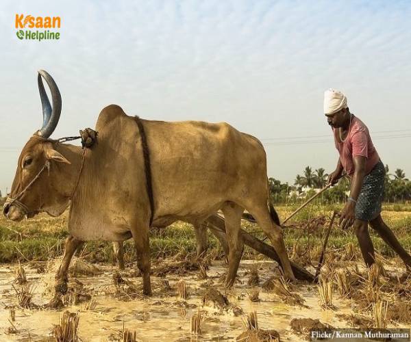 कृषि उत्पादकता के क्षेत्र में क्यों पिछड़ रहा है भारत कृषि उत्पादकता के क्षेत्र में क्यों पिछड़ रहा है भारत